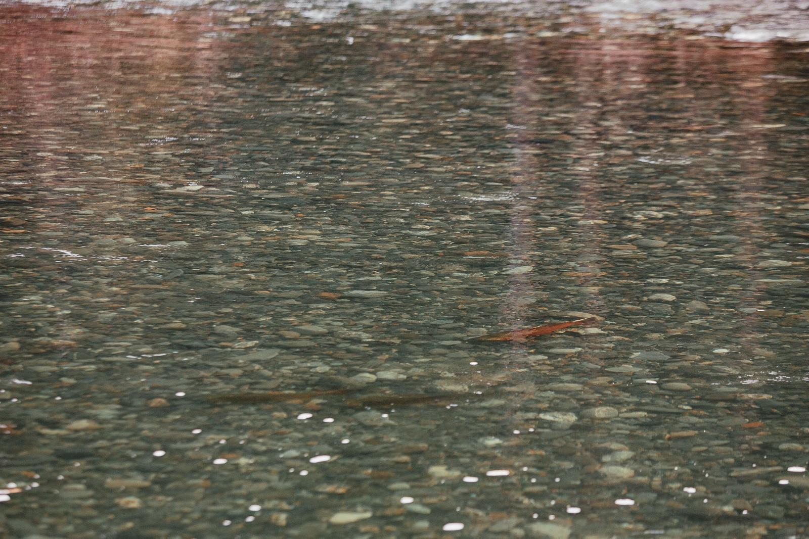 The Magical Wedding of Tom and Lyndy by the Tennessee River